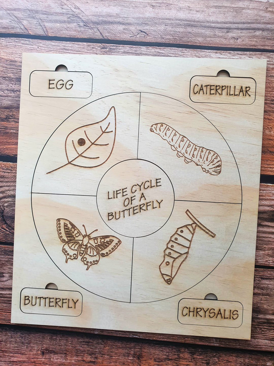 Lifecycle of a Butterfly