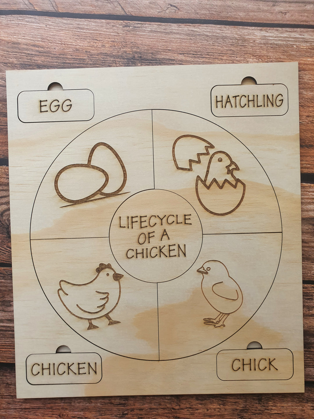 Lifecycle of a Chicken