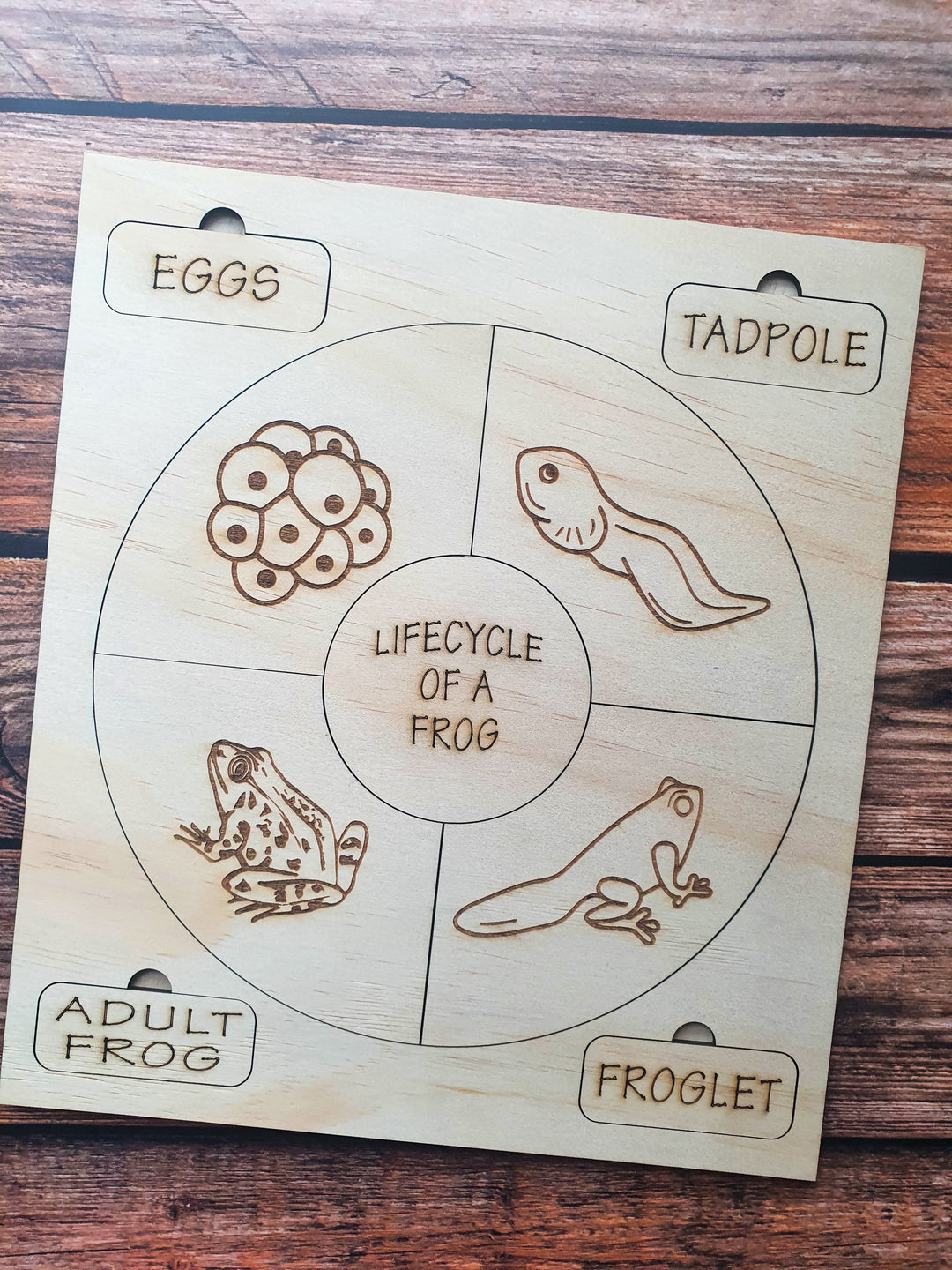 Lifecycle of a Frog