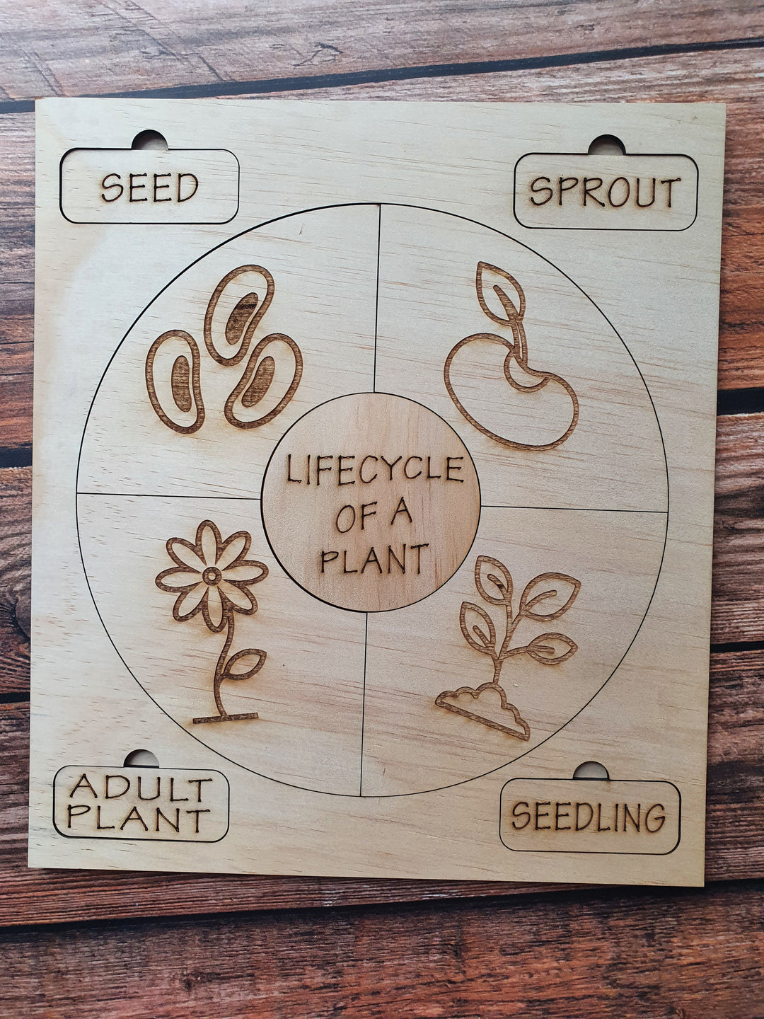 Lifecycle of a Plant